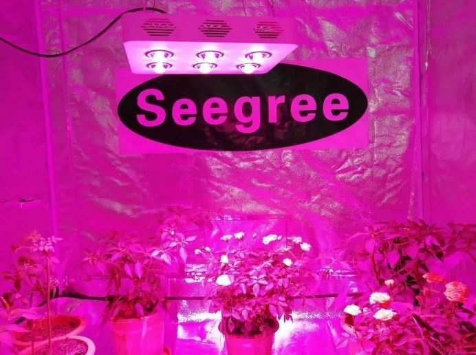 50W vækstlampe LED - Høj kvalitets grow lamp, inkl. ophæng, ægte 50W