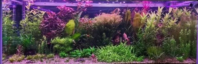 1 meter vandtæt aluprofil til vækst - 24V, 19,5W LED, 3:1 rød/blå fordeling, IP65, med stik